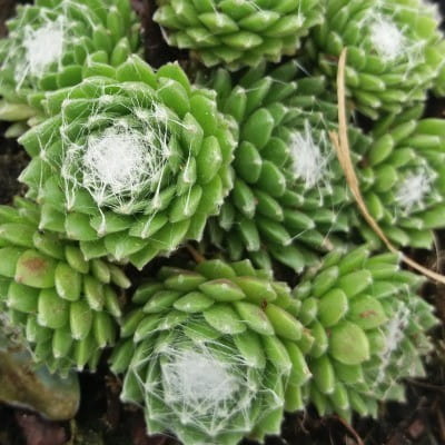 joubarbe-sempervivum-spider22.jpg