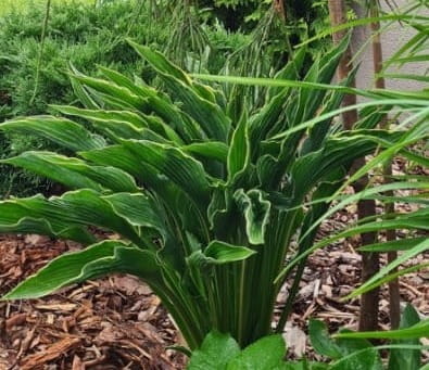Hosta 'Praying Hands' __zieloneogrody.jpg