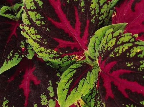 coleus -.jpg