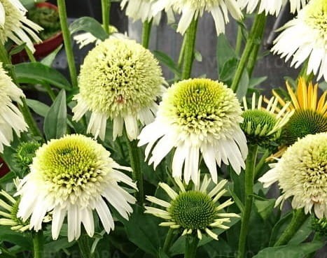 Delicious nougat_.jpg