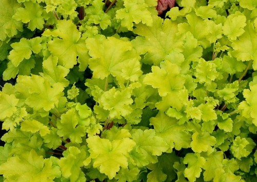 heuchera_lime_marmalade_.jpg