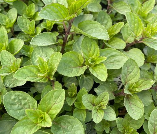 Mieta pieprzowa zieloneogrody.jpeg