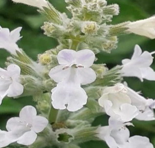 Zrzut ekranu 2025-08-13 o 09.40.01.png