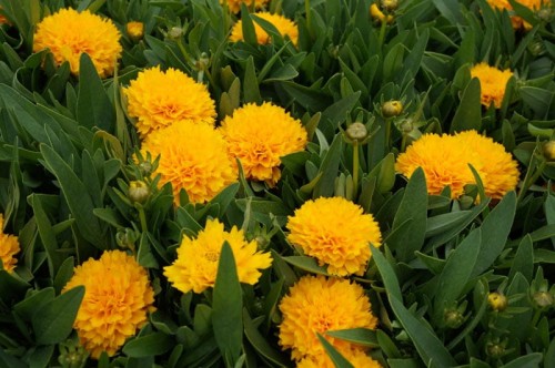 coreopsis solanna golden sphere.jpg