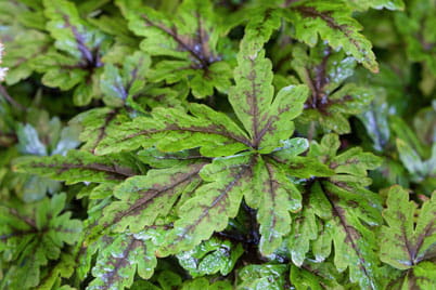 tiarella angel wings.JPG