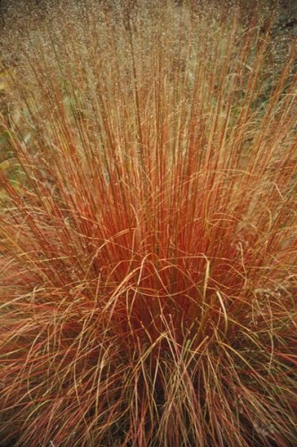 Sporobolus heterolepis 1.jpg