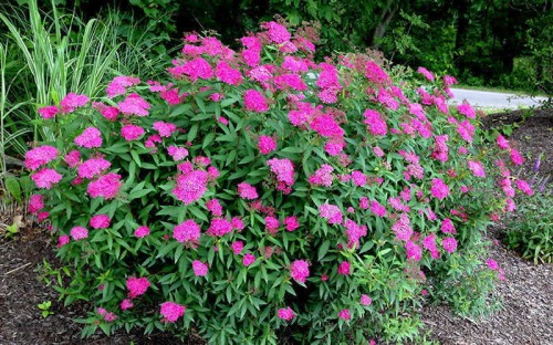 Tawuła japońska Anthony Waterer.jpg