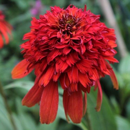 echinacea hot papaya 4.jpg