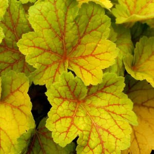 ŻURAWKA ELECTRA Heuchera electra