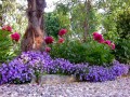 campanule_peonie_.jpg