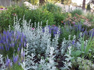 ARTEMISIA  LUDOVICIANA Srebrna na obwódki