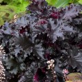 Heuchera black taffeta.jpg