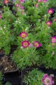 Anemone multifida Rubra.JPG