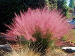 Muhlenbergia capillaris RÓŻOWA TRAWA