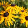 rudbeckia goldsturm 0.jpg