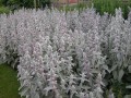 stachys-byzantina-sumer.jpg