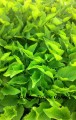 rudbeckia goldsturm zieloneogrody 1.jpg