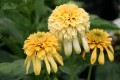 Jeżówka 'Lemon Drop' Echinacea 1.jpg
