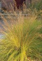 Sporobolus heterolepis 3.jpg