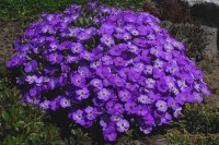 Żagwin Ogrodowy 'Audrey Purple Shades' – Fioletowe Kwiaty, Roślina Okrywowa | Doniczka P9