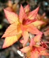 goldflame.J5.JPG