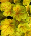 heuchera electra 2.jpg