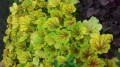 heuchera electra nasze sadzonki.jpg