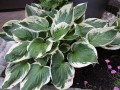 Hosta_Patriot_1.jpg