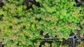 Sedum ..jpg