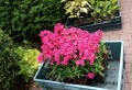 phlox-early-red_3 zieloneogrody_.jpg