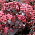 sedum purple emperor.jpg