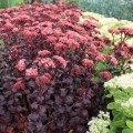Sedum_Purple_Emperor ..jpg