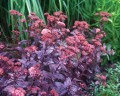 Sedum_Purple_Emperor rozchodnik.jpg