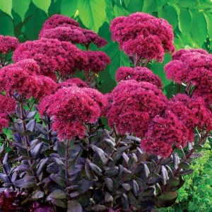 ROZCHODNIK Sedum Thunderhead