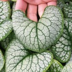 Brunera Wielkolistna 'Silver Heart' - Srebrzyste Liście, Niebieskie Kwiaty | Bylina Cieniolubna | Sadzonki 0,5-1L