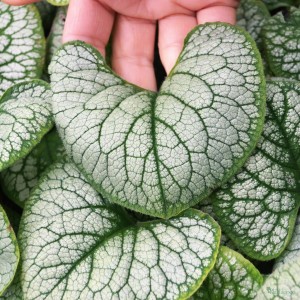 Brunera Wielkolistna 'Silver Heart' - Srebrzyste Liście, Niebieskie Kwiaty | Bylina Cieniolubna | Sadzonki 0,5-1L