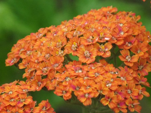 Achillea-millefolium-Terracotta-Terracotta-.jpg