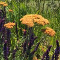 achillea-millefolium-terracotta.jpeg