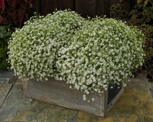 Gipsówka biała Gypsophila white KASZKA