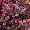 21-berberis-thunberguii-.jpg