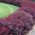 barberry-red-dg-jpg.jpg