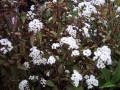 'Chocolate' ― Eupatorium rugosum.jpg