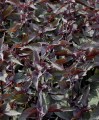 eupatorium-joe-pye-weed-rugosum-chocolate-i-25-p-bag-10109-en-G.jpg