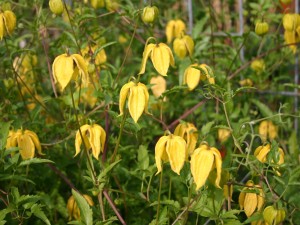 KLEMATIS Clematis-golden-tanguitica powojnik