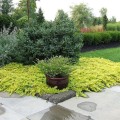 'Aurea' Lysimachia nummularia-x.jpg