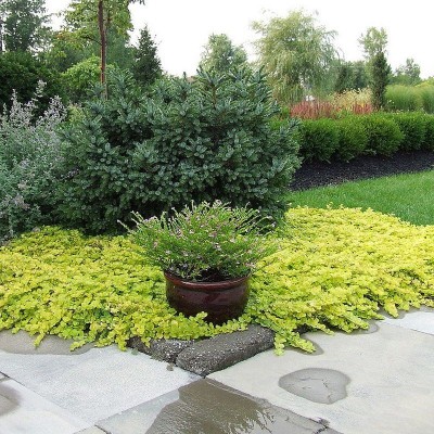 TOJEŚĆ ROZESŁANA 'Aurea' Lysimachia nummularia