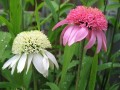 white-double-delight3.jpg