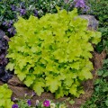heuchera_lime_marmalade_1.jpg