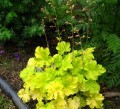 heuchera_lime_marmalade_..jpg