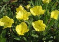 Oenothera.jpg